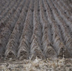 The end result of a Clydesdale ploughing class.