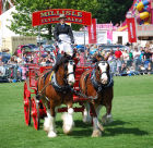 Bright and beautiful, Clydesdales in all their glory.