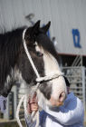 Clydesdale horses come in different colours.