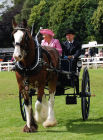 Ruth Skinner driving her Clydesdale.