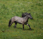 Picture from the book Spirit of the Highland Pony