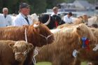 Picture from Spirit of Highland Cattle.