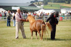 Picture from the book Spirit of the Shetland Pony