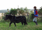 Picture from the book Spirit of the Shetland Pony