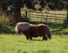 Picture from the book Spirit of the Shetland Pony