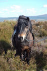 Picture from the book Spirit of the Shetland Pony